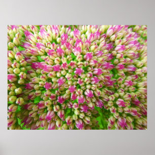 Poster Sedum Automne Joy