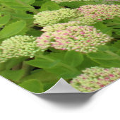 Poster Sedum Automne Joy (Coin)