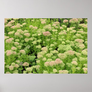 Poster Sedum Automne Joy