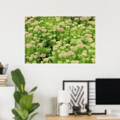 Poster Sedum Automne Joy (Bureau à domicile)