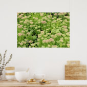 Poster Sedum Automne Joy (Cuisine)