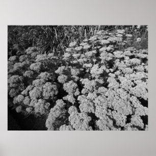 Poster Sedum Automne Joy (B&W)