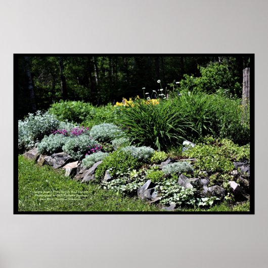 Poster Sedum Silvers Pinks Rock Garden (Devant)