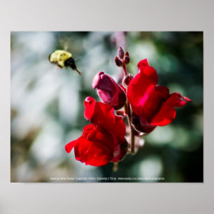 Poster Seeking Sweet Nectar