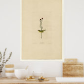 Poster Selby Flycatcher_Audubon (Cuisine)