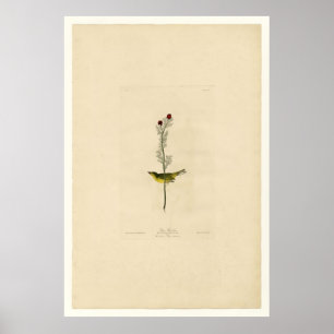 Poster Selby Flycatcher_Audubon