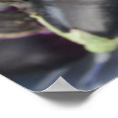 Poster Sélection des plantes pourpres du marché agricole (Coin)