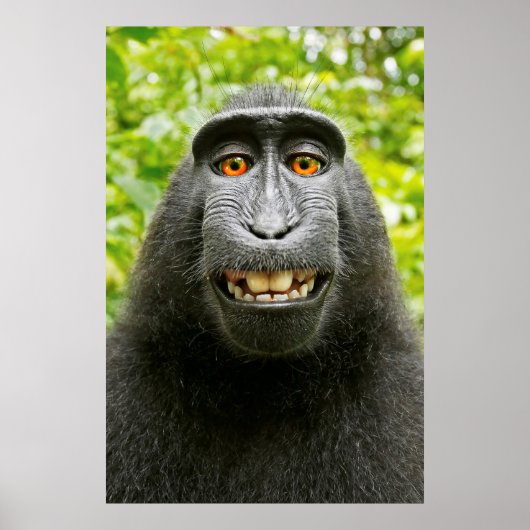 Poster Selfie de singe (Devant)
