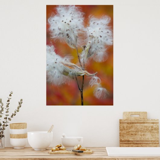 Poster Semences de l'algue à lait en automne, Canada (Cuisine)