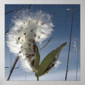 Poster Semences et pots d'algue (Devant)