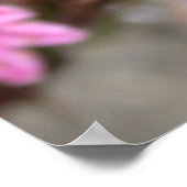 Poster Sempervivum tectorum (Coin)