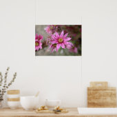 Poster Sempervivum tectorum (Cuisine)
