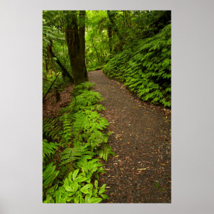 Poster Sentier à travers la forêt