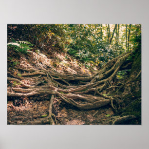 Poster Sentier de Green Knob Montagnes Blue Ridge