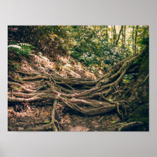 Poster Sentier de Green Knob Montagnes Blue Ridge