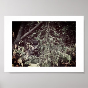 Poster Sentier de randonnée Sir Stag Yosemite Photographi