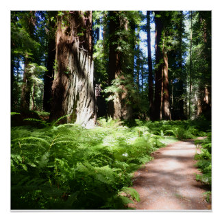 Poster Sentier de Redwood