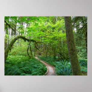 Poster Sentier des Forêts anciennes du parc national Olym