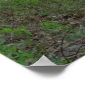 Poster Sentier forestier au parc national d'Acadia (Coin)
