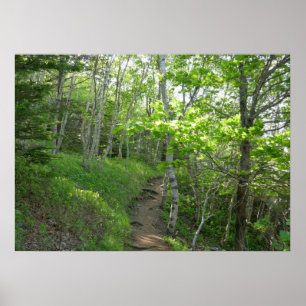 Poster Sentier forestier au parc national d'Acadia