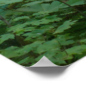 Poster Sentier pour Marymere Falls I (Coin)