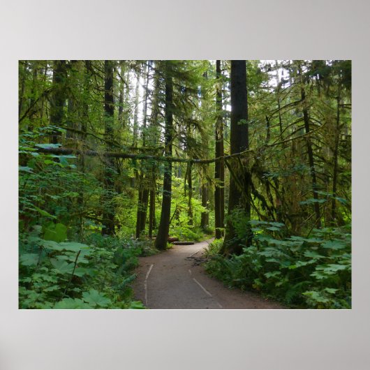Poster Sentier pour Marymere Falls I (Devant)