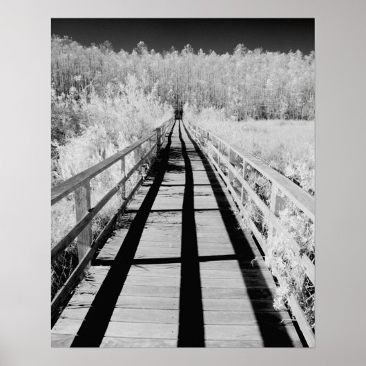 Poster Sentier protégé de Corkscrew Swamp, Floride, (Devant)