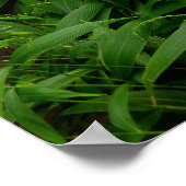 Poster Sentier Randonnée hawaïen (Coin)