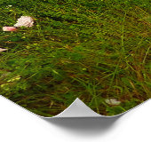 Poster Sentier Yurok Loop au parc national de Redwood (Coin)