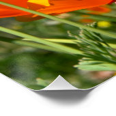 Poster Sentiment estival de fleurs orange sauvages. (Coin)