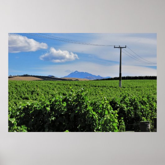 Poster Sentinelle sur le vignoble (Devant)