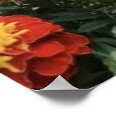 Poster Sentir les Fleurs (Coin)