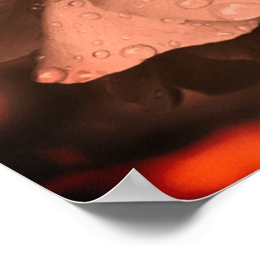 Poster Séphia Rose Et Raindrops Color Tint (Coin)