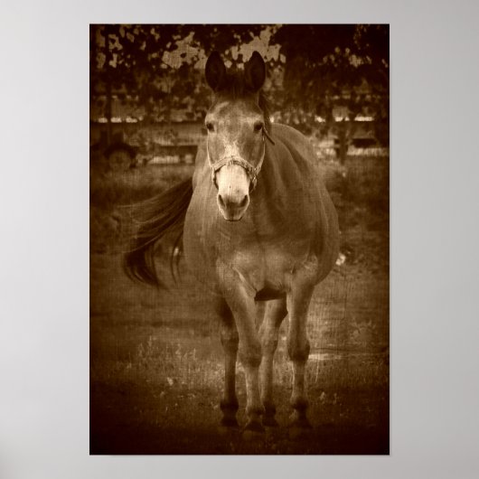 Poster Sepia Bonjour (Devant)
