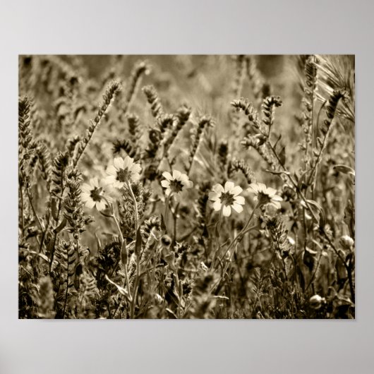 Poster Sepia Botany (Devant)