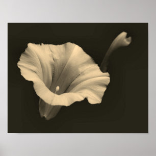 Poster Sepia Fleur De Matin Gros Plan