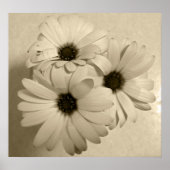 Poster Sepia Flowers (Devant)