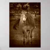 Poster Sepia Hello (Devant)