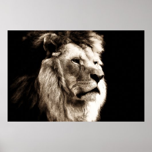 Poster Sepia Lion (Devant)