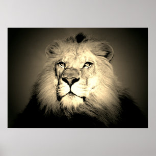 Poster Sepia Lion - Animaux sauvages Vieux Mode Photograp
