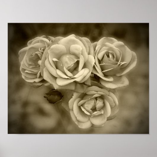 Poster Sepia Rose vintage (Devant)