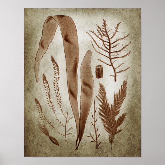 Poster Sepia Seaweed Botanical Imprimer no 2 Lake House A (Devant)