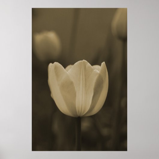 Poster Sepia Tone Tulipe simple Fleur (Devant)