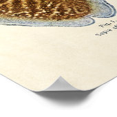 Poster Sepia und Octopus 1913 (Coin)