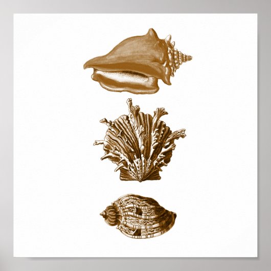Poster Sepia Vie marine Group12A Imprimer #8 Coquillages (Devant)