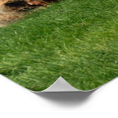 Poster sept moutons curieux de rasta (Coin)