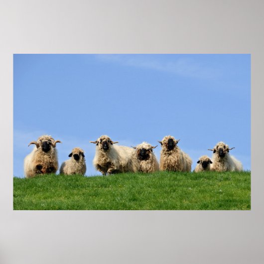 Poster sept moutons curieux de rasta (Devant)