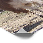 Poster Septembre Llama Closeup (Coin)