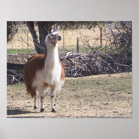 Poster Septembre Llama Closeup (Devant)