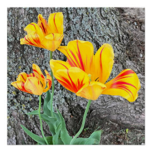 Poster Séquence de trois tulipes jaunes /